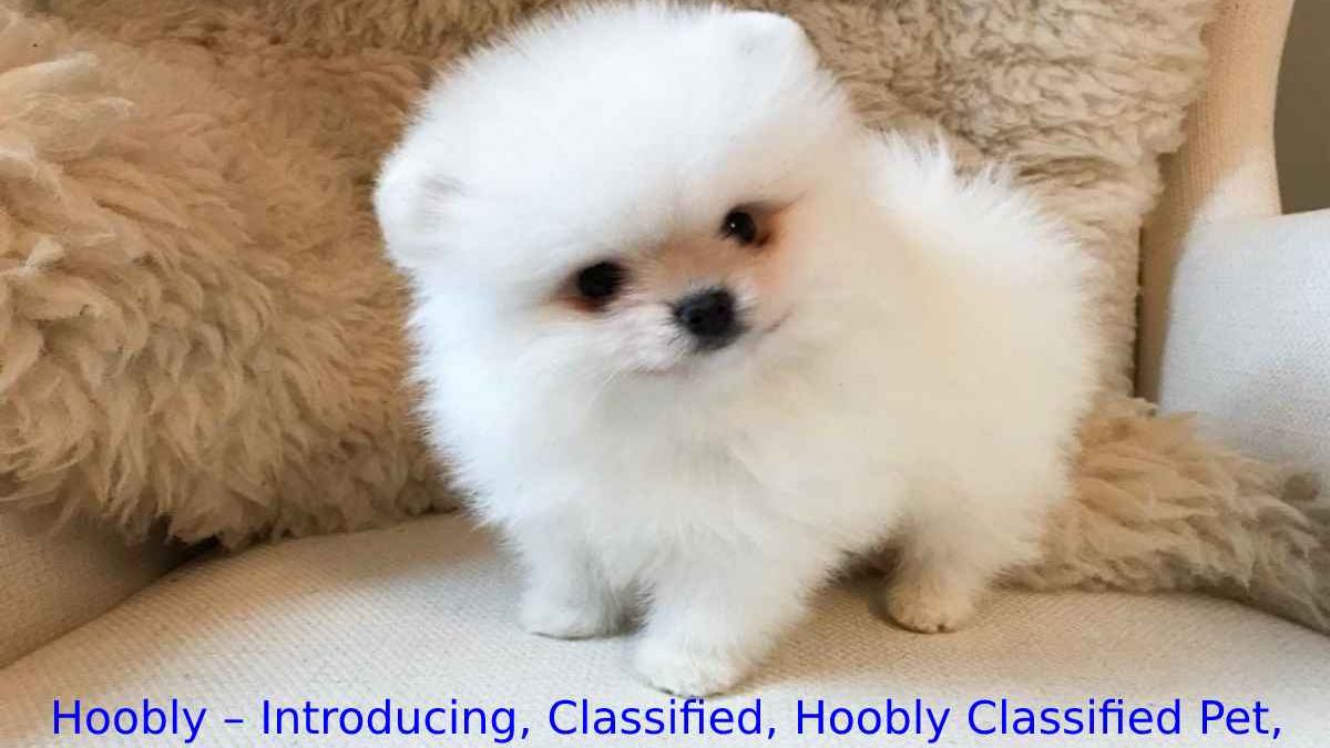 Hoobly – Introducing, Classified, Hoobly Classified Pet, And More