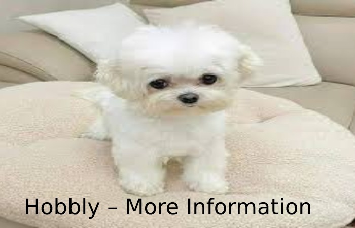 Hobbly – More Information