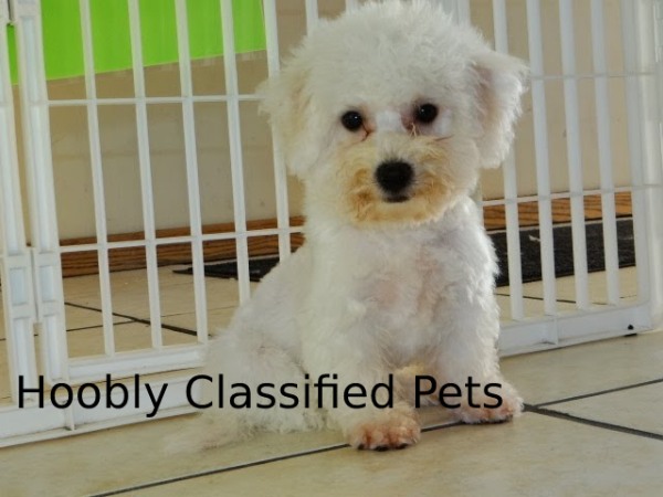 Hoobly Classified Pets