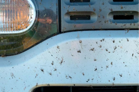 How to Choose the Best Bug Remover for Your Cars